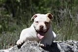 BOULEDOGUE AMERICAIN 036